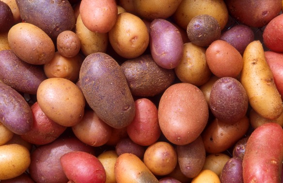 Patates, pommes de terre
